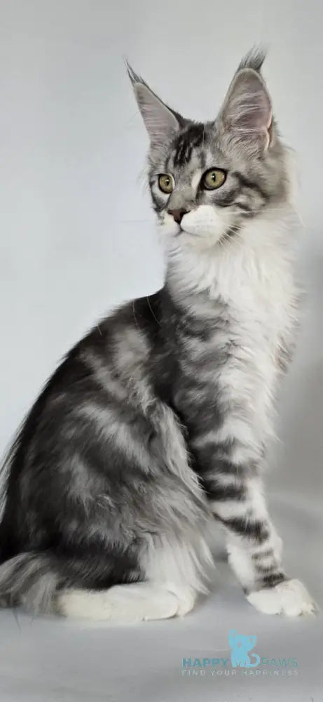 Pandora Maine Coon female black silver tabby bicolour live animals