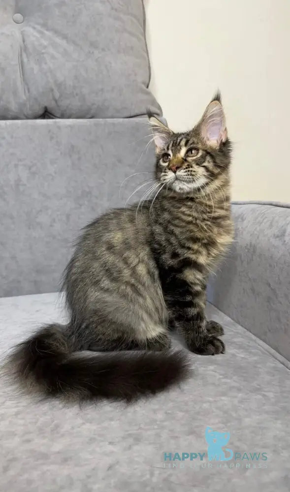 Pandora Maine Coon female black spotted tabby live animals