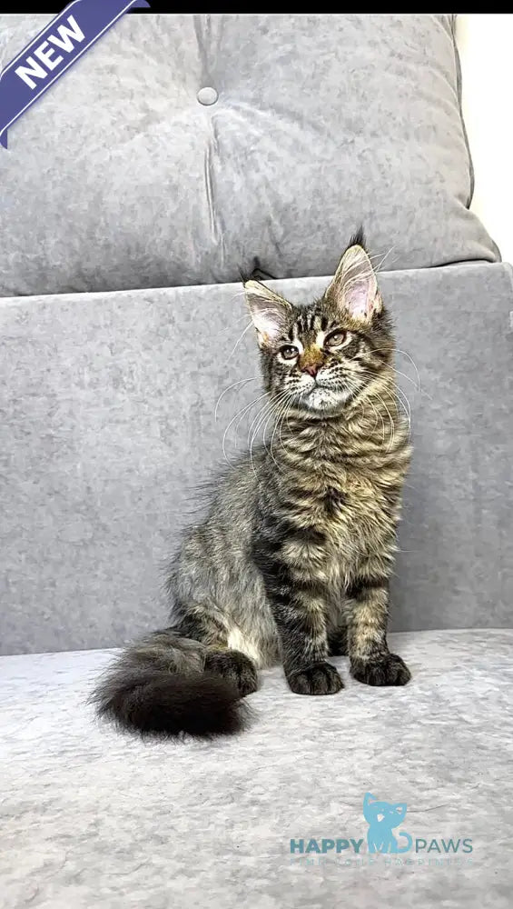 Pandora Maine Coon female black spotted tabby live animals