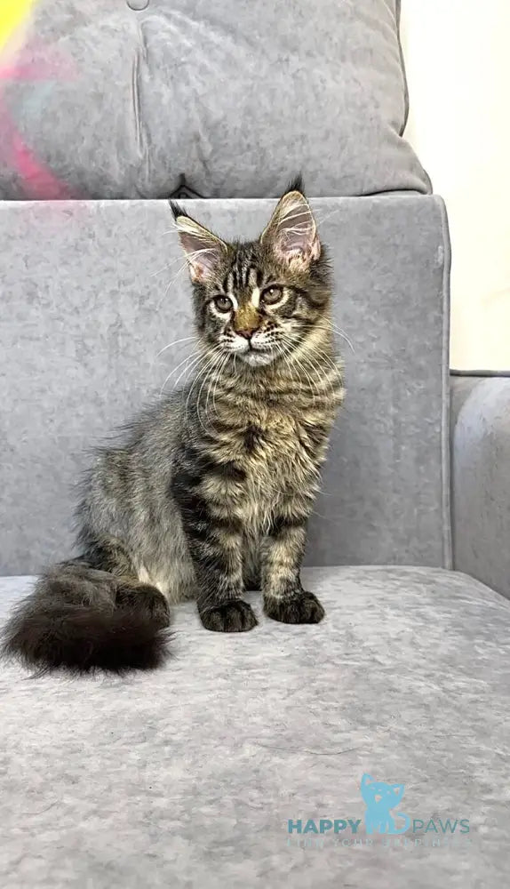 Pandora Maine Coon female black spotted tabby live animals