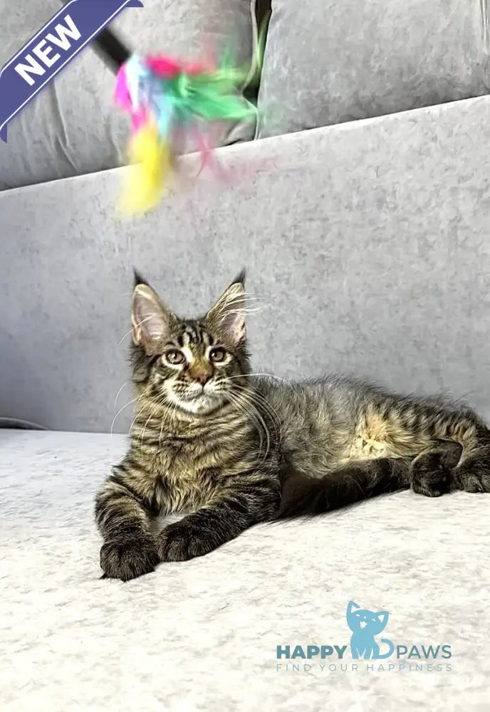 Pandora Maine Coon female black spotted tabby live animals