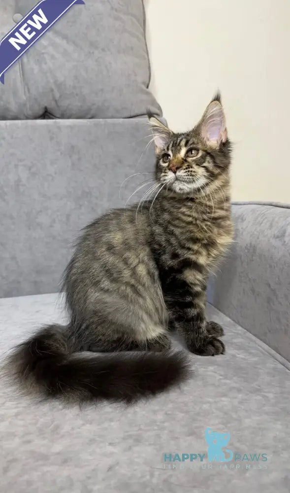 Pandora Maine Coon female black spotted tabby live animals