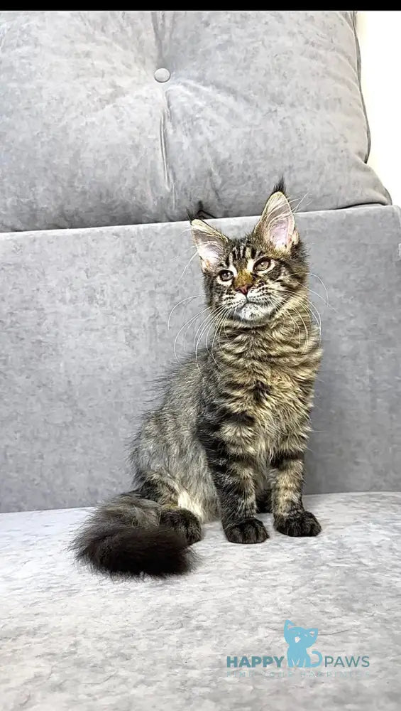 Pandora Maine Coon female black spotted tabby live animals