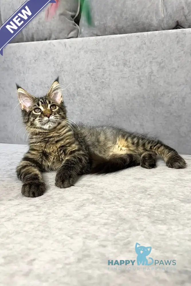 Pandora Maine Coon female black spotted tabby live animals