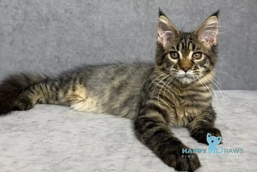Pandora Maine Coon female black spotted tabby live animals