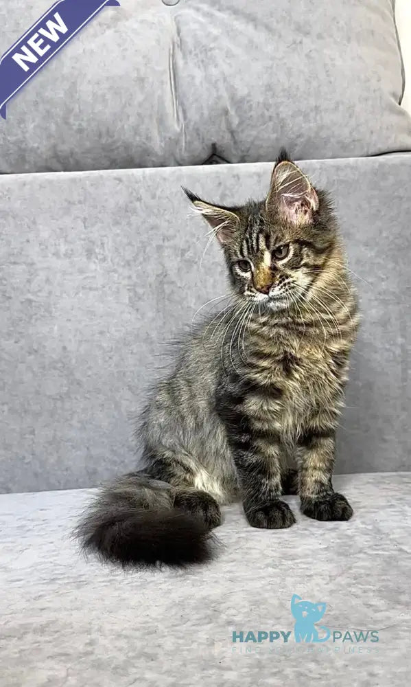 Pandora Maine Coon female black spotted tabby live animals