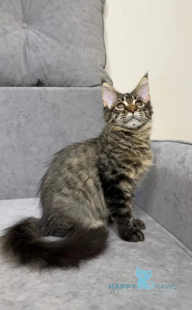 Pandora Maine Coon female black spotted tabby live animals