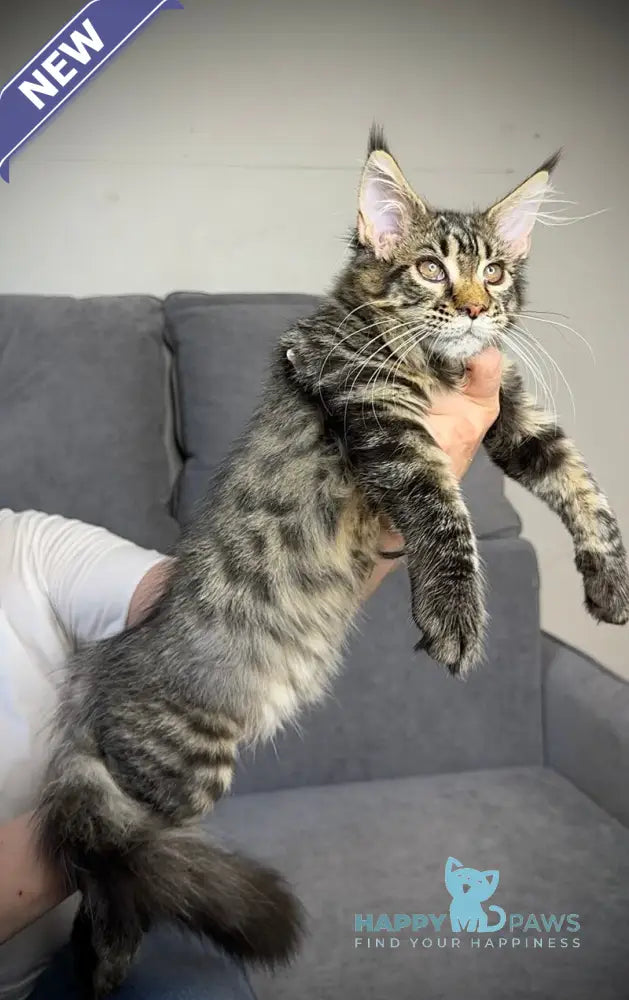 Pandora Maine Coon female black spotted tabby live animals