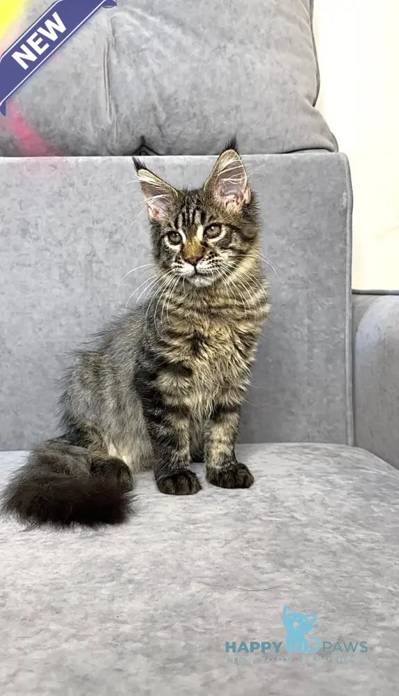 Pandora Maine Coon female black spotted tabby live animals