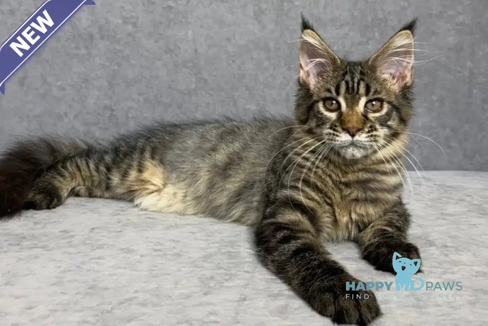 Pandora Maine Coon female black spotted tabby live animals