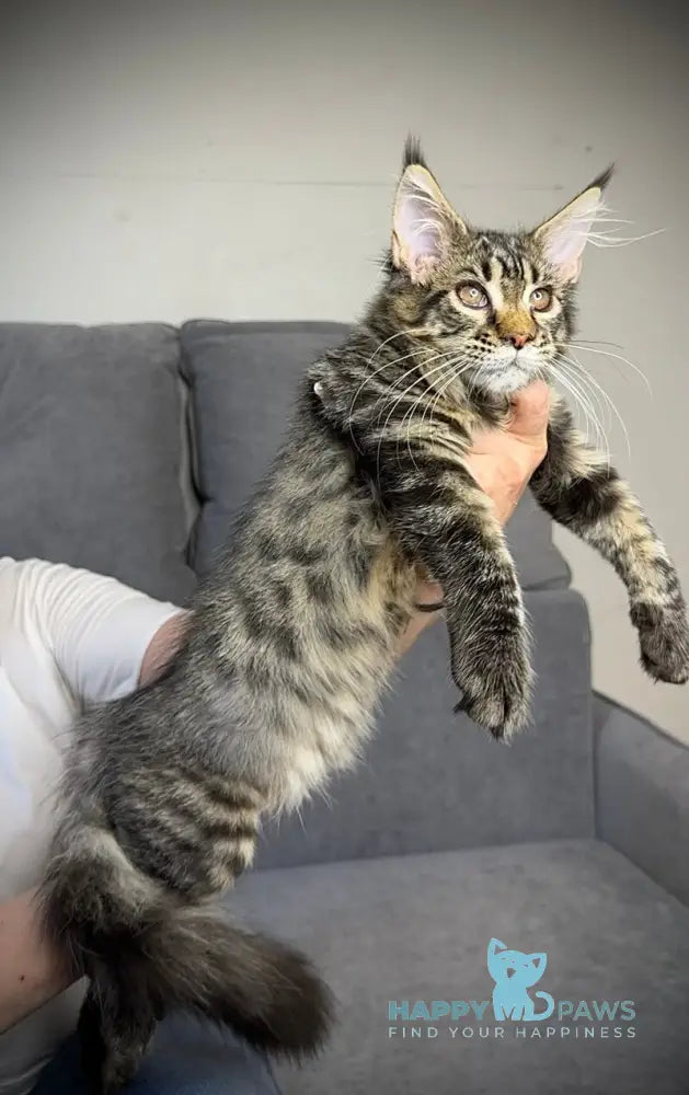 Pandora Maine Coon female black spotted tabby live animals