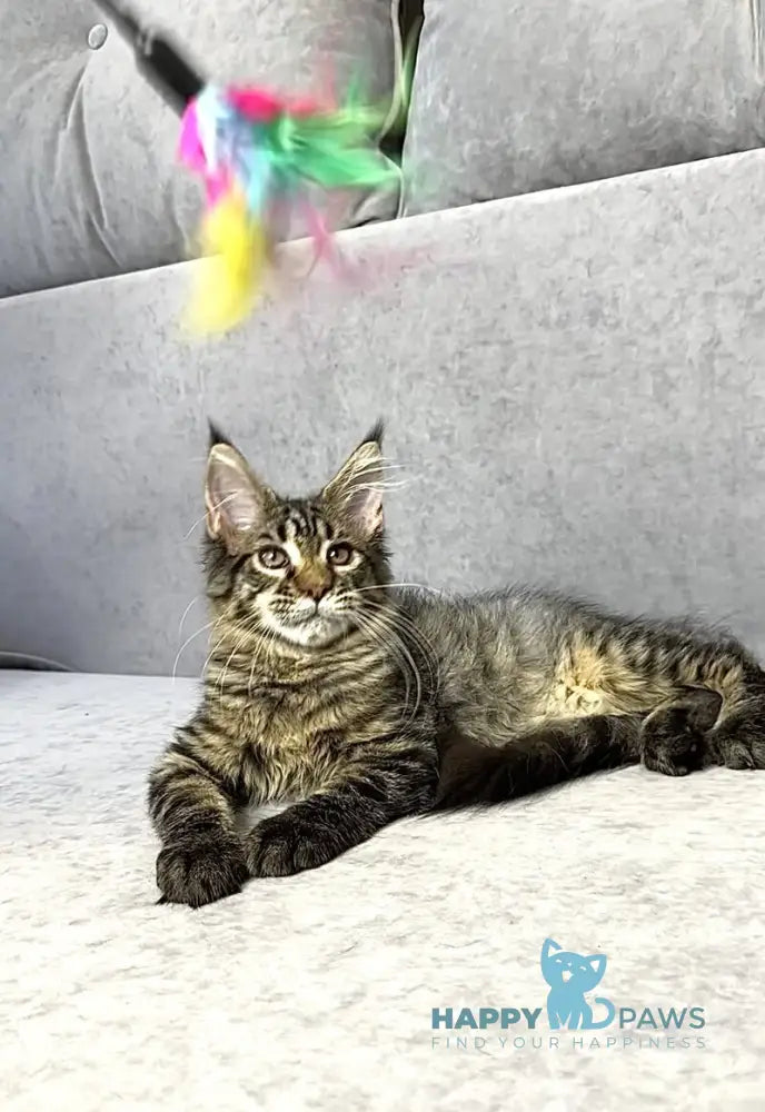 Pandora Maine Coon female black spotted tabby live animals