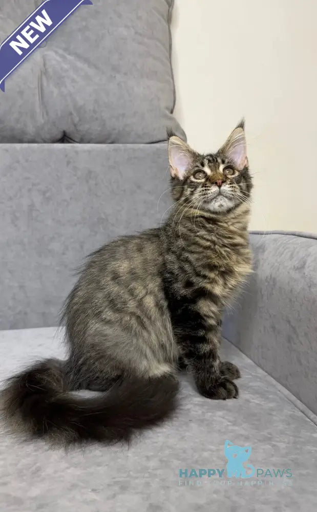 Pandora Maine Coon female black spotted tabby live animals