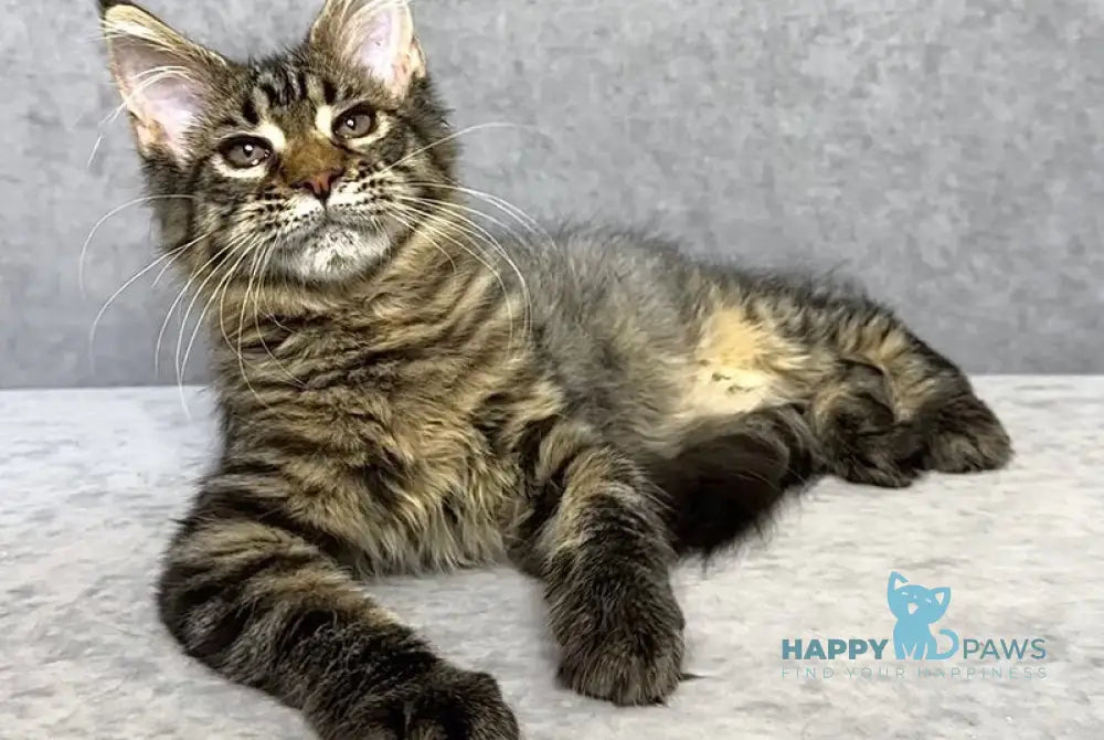 Pandora Maine Coon female black spotted tabby live animals