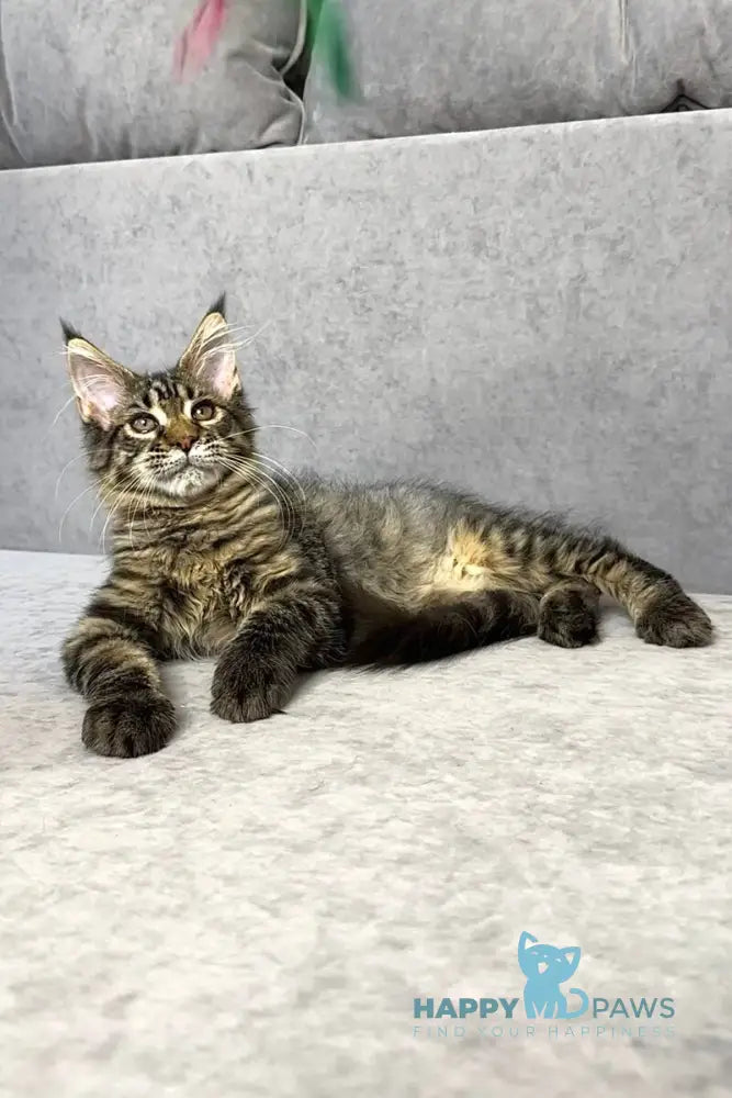 Pandora Maine Coon female black spotted tabby live animals