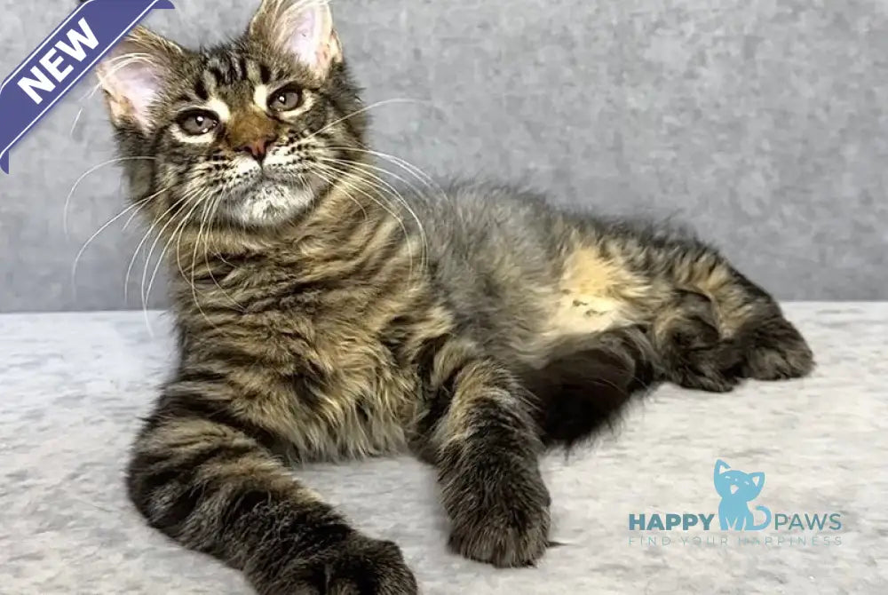 Pandora Maine Coon female black spotted tabby live animals