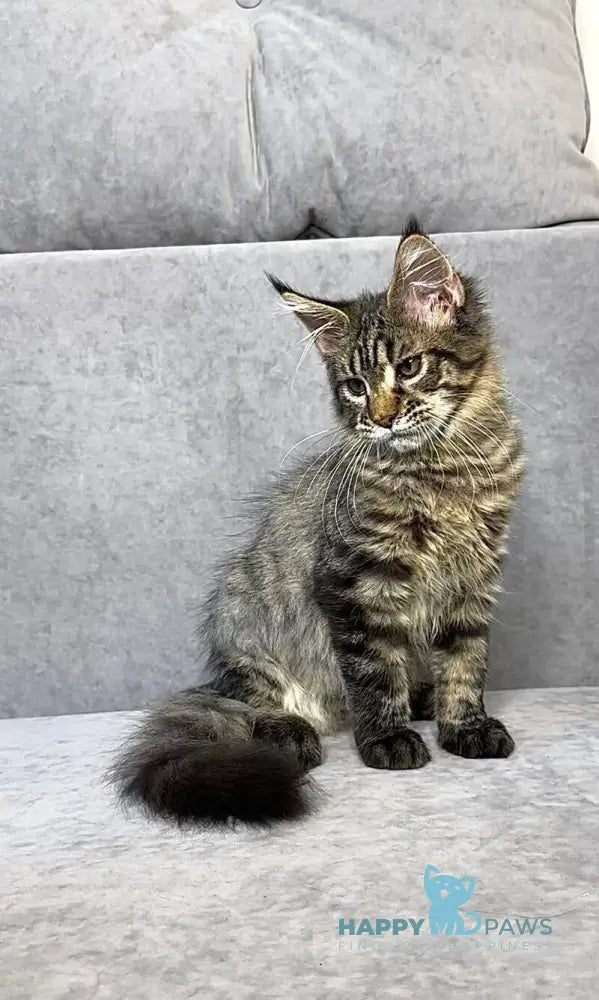 Pandora Maine Coon female black spotted tabby live animals