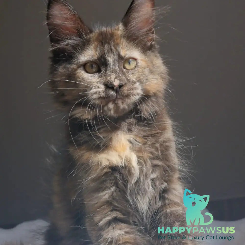 Pandora Maine Coon female black tortie - live animals