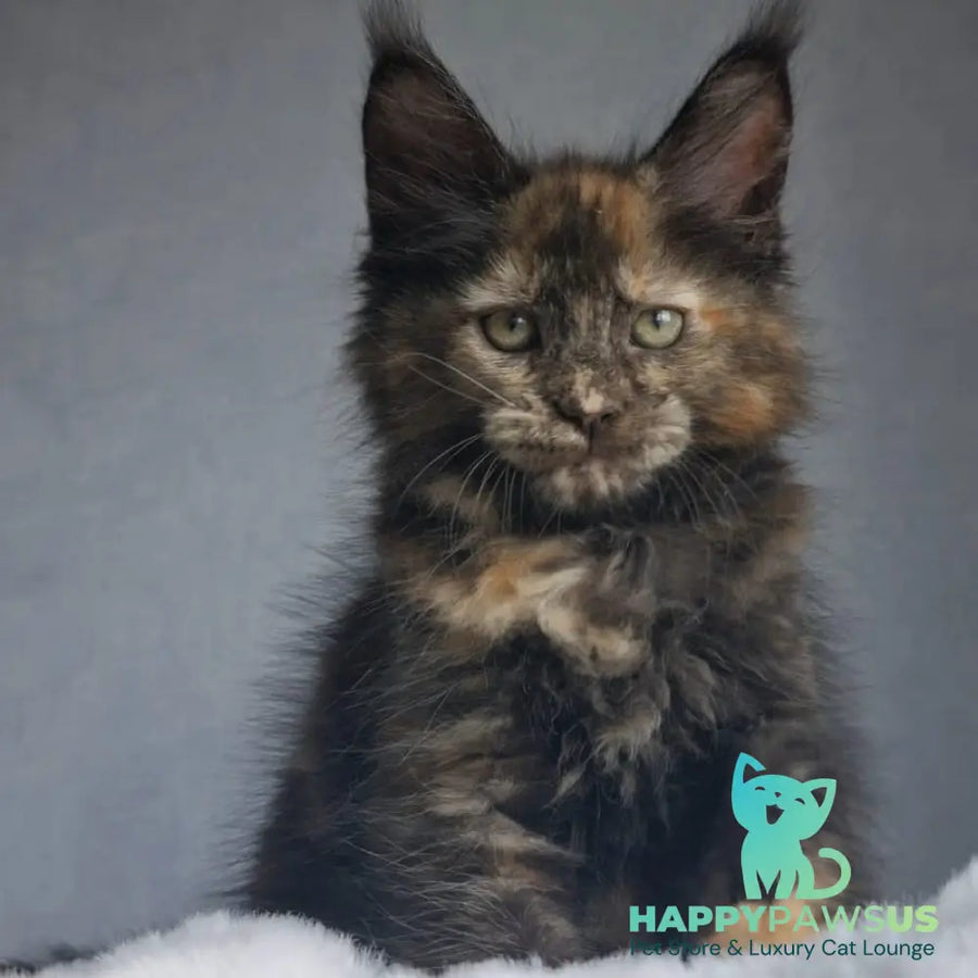 Pandora Maine Coon female black tortie - live animals