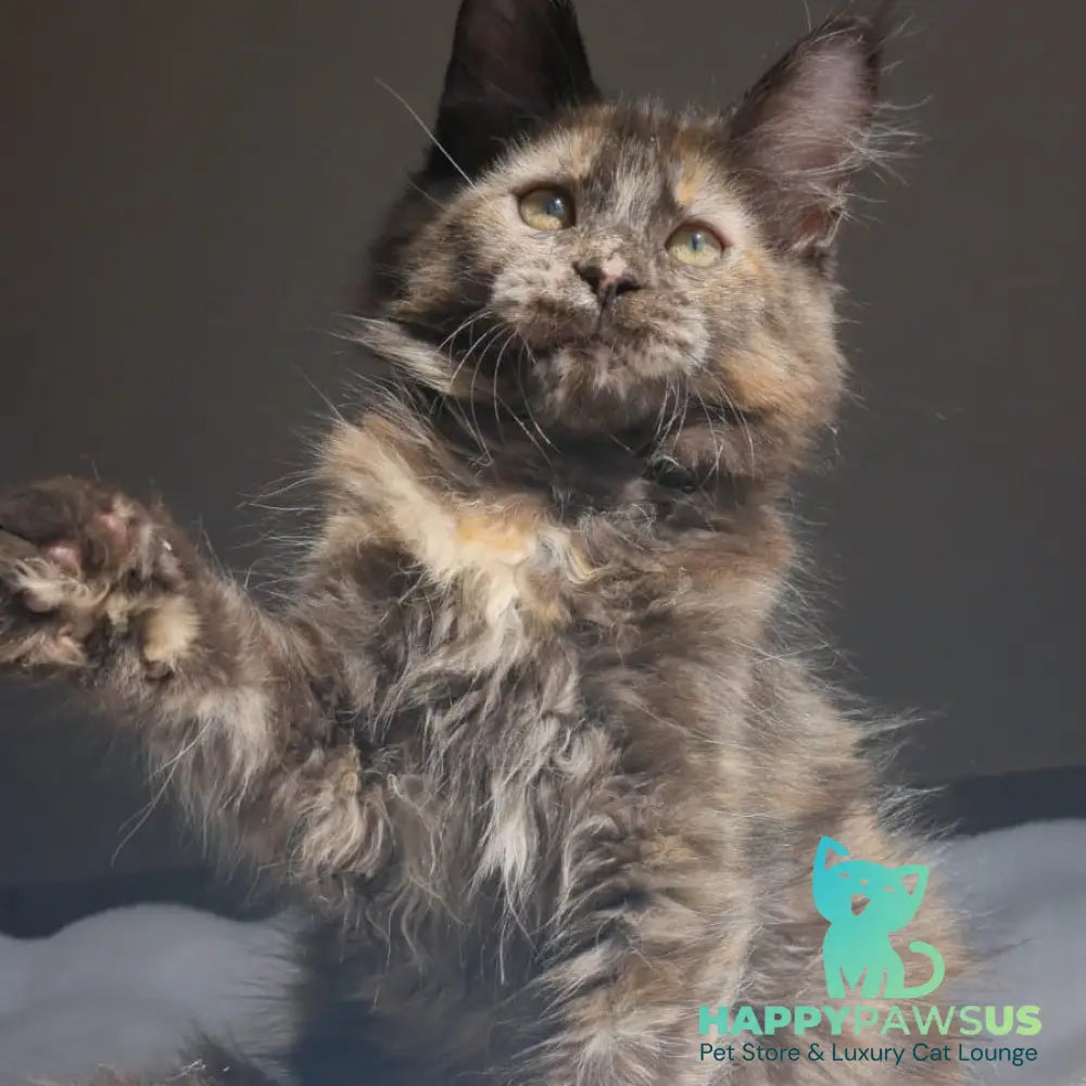 Pandora Maine Coon female black tortie - live animals