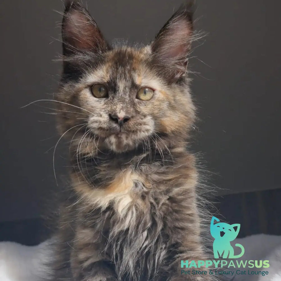 Pandora Maine Coon female black tortie - live animals
