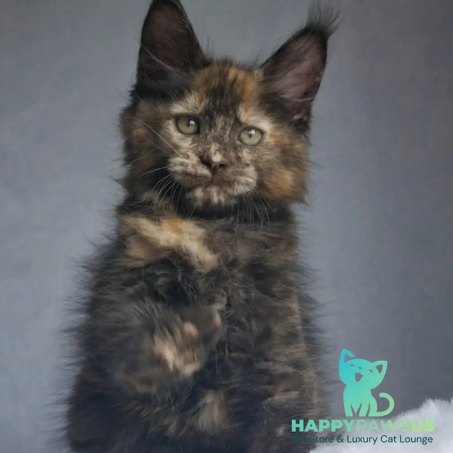 Pandora Maine Coon female black tortie - live animals