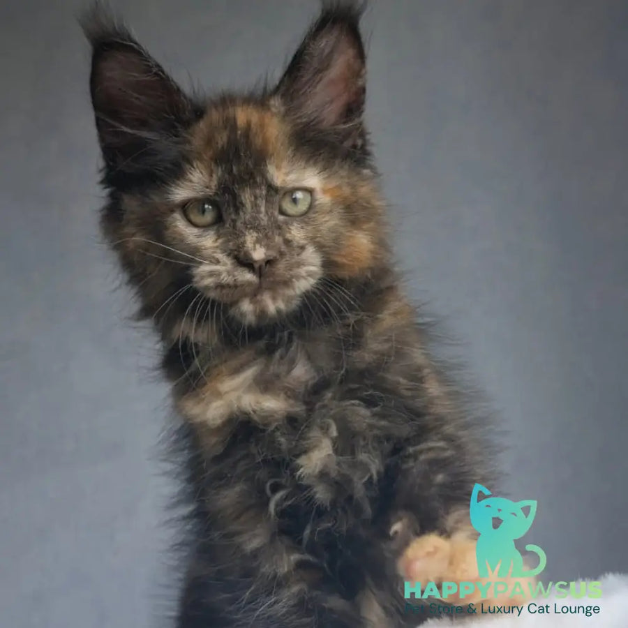 Pandora Maine Coon female black tortie - live animals