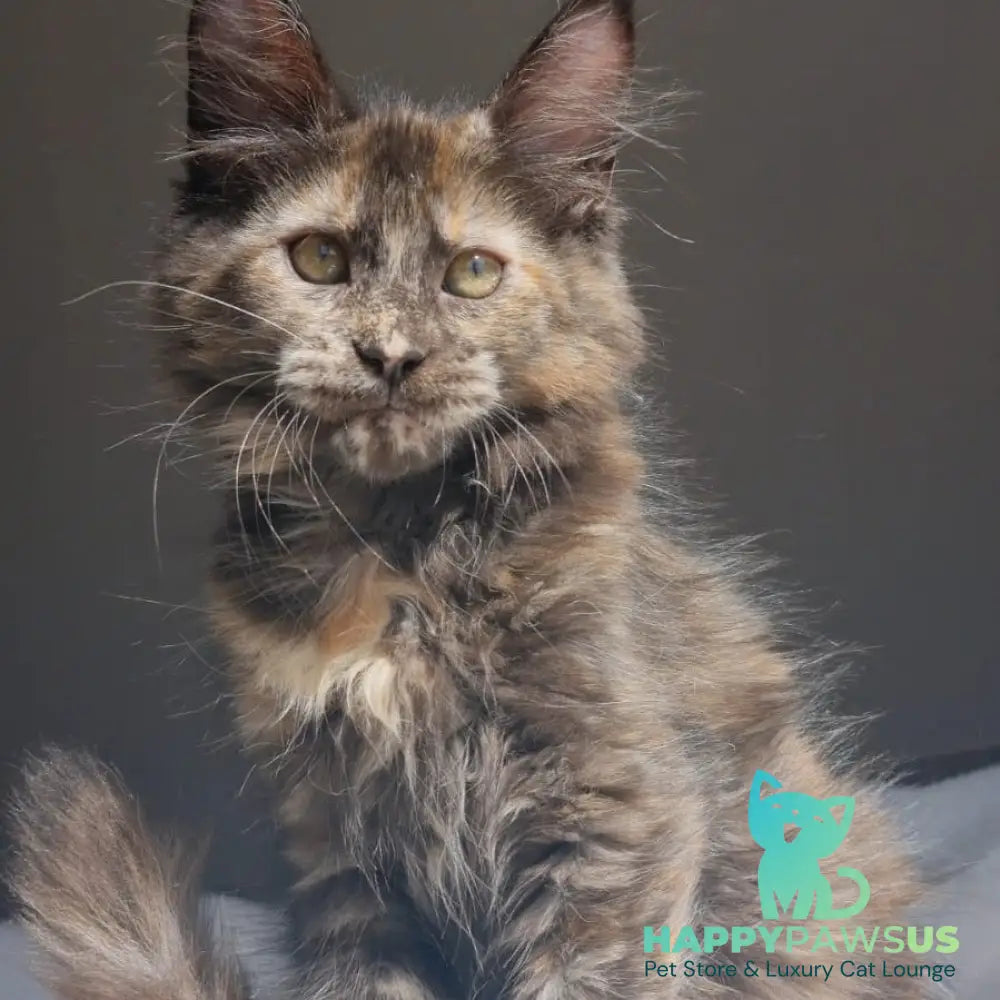 Pandora Maine Coon female black tortie - live animals