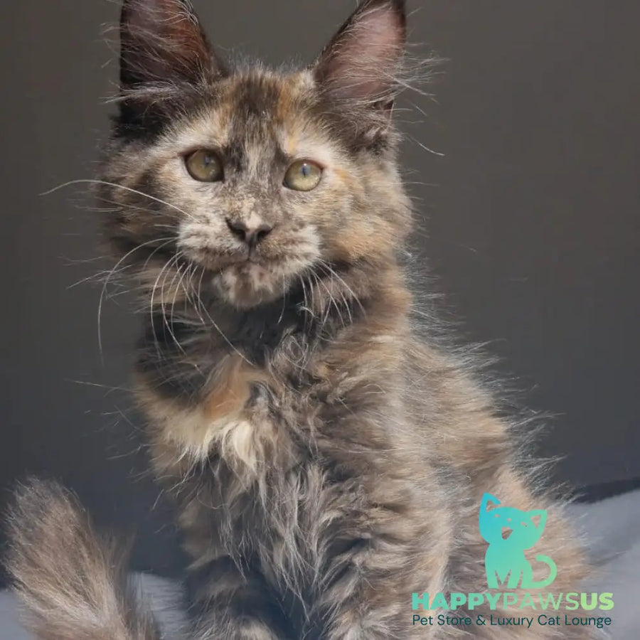 Pandora Maine Coon female black tortie - live animals