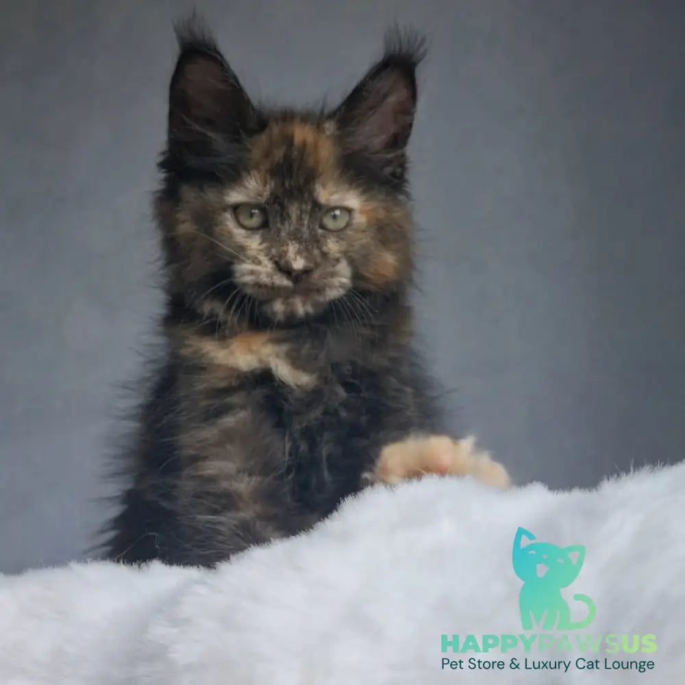Pandora Maine Coon female black tortie - live animals