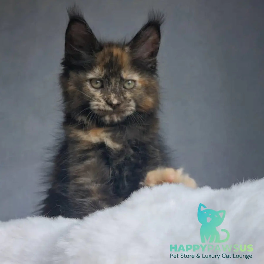 Pandora Maine Coon female black tortie - live animals