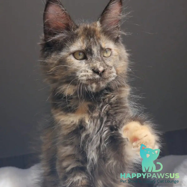 Pandora Maine Coon female black tortie - live animals