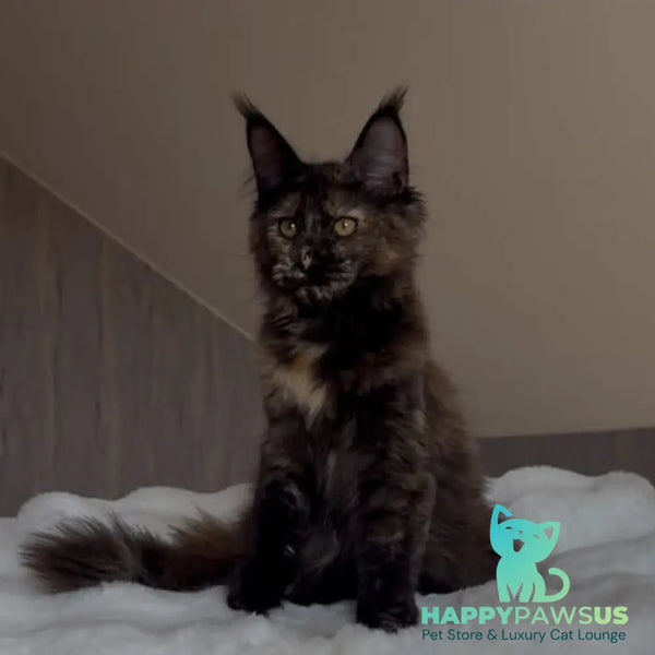 Pandora Maine Coon female black tortie - live animals
