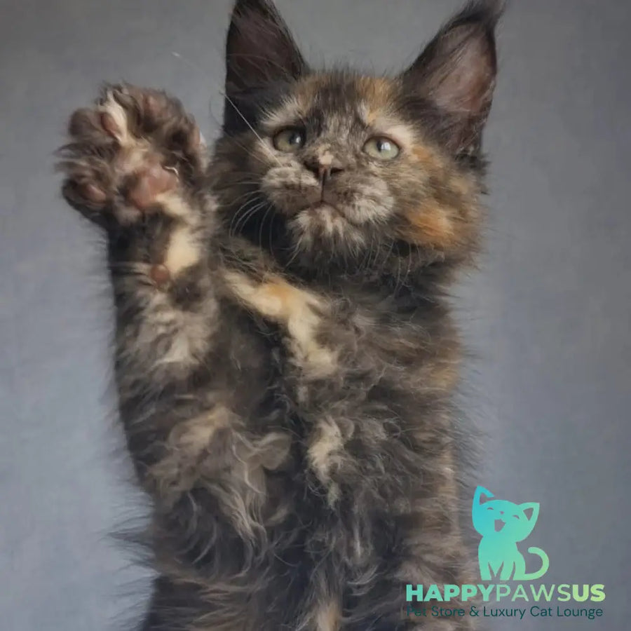 Pandora Maine Coon female black tortie - live animals