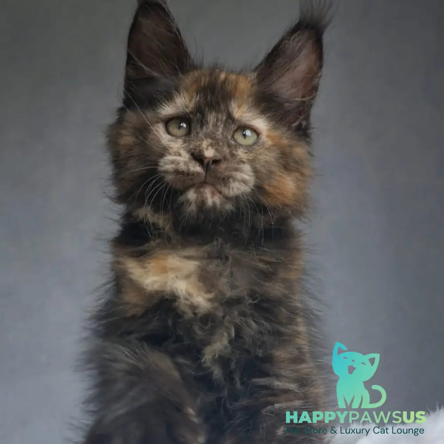 Pandora Maine Coon female black tortie - live animals