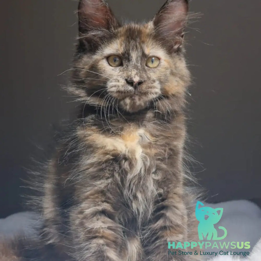 Pandora Maine Coon female black tortie - live animals