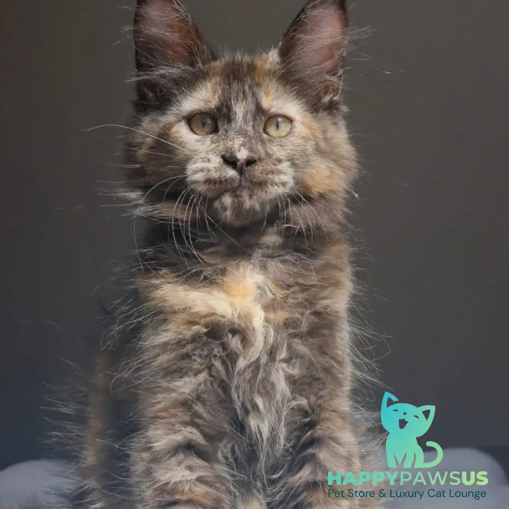 Pandora Maine Coon female black tortie - live animals