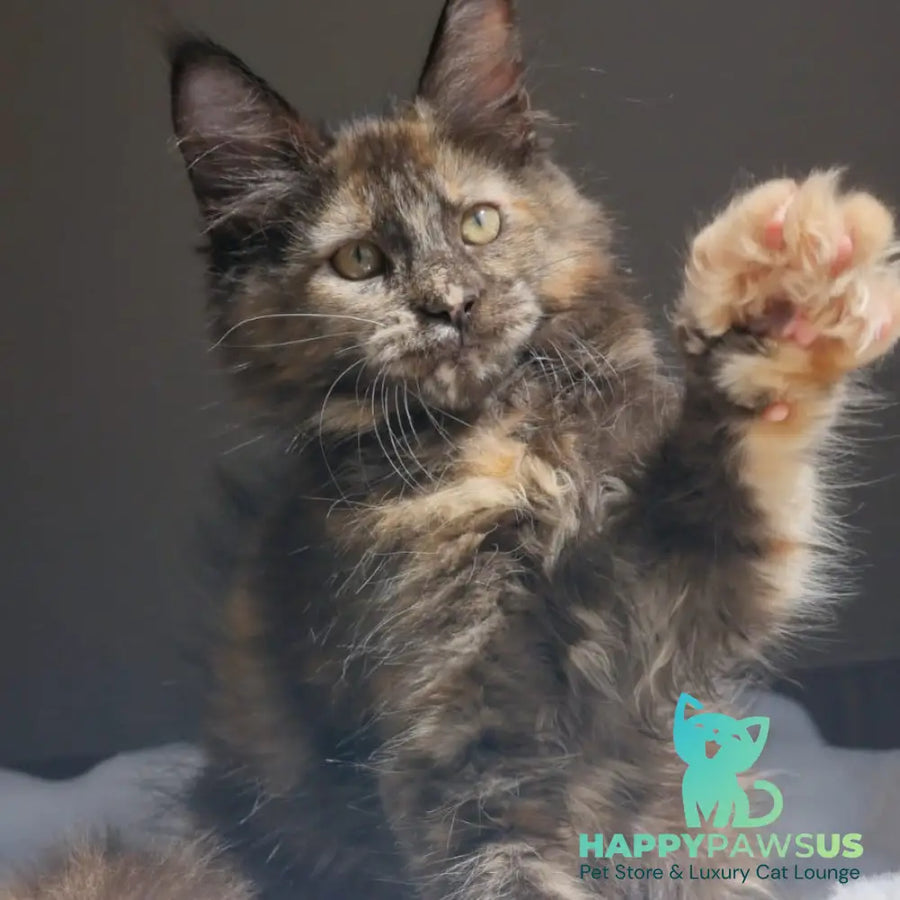 Pandora Maine Coon female black tortie - live animals