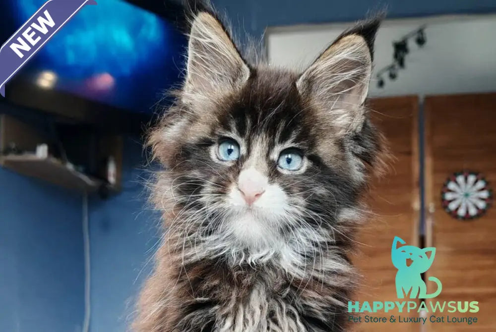 Pandora Maine Coon polydactyl female black tabby with white - live animals