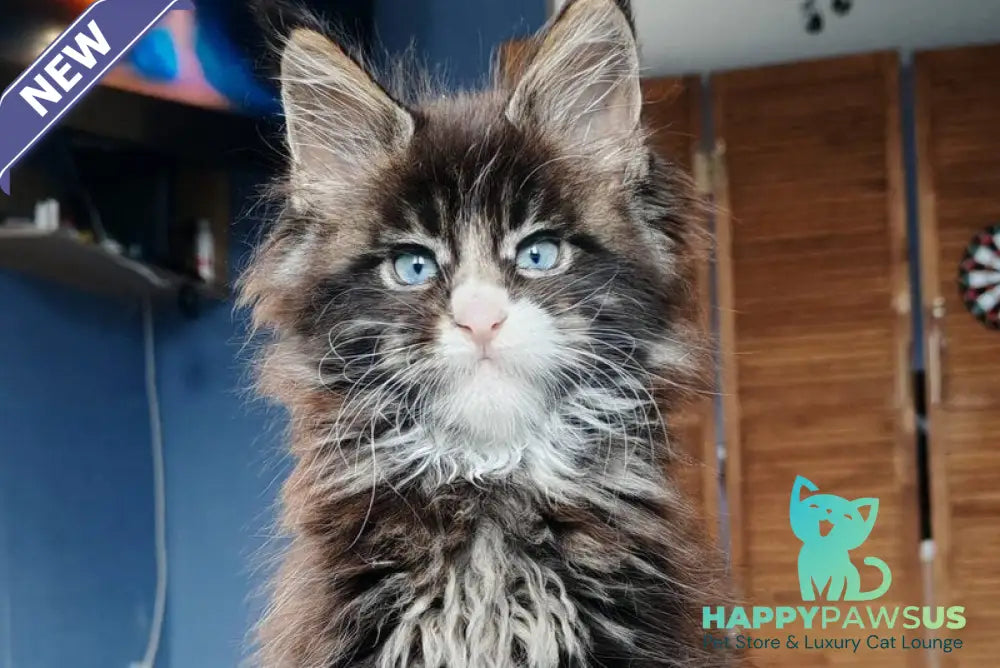Pandora Maine Coon polydactyl female black tabby with white - live animals
