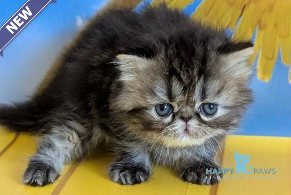 Pandora Persian female black tabby live animals