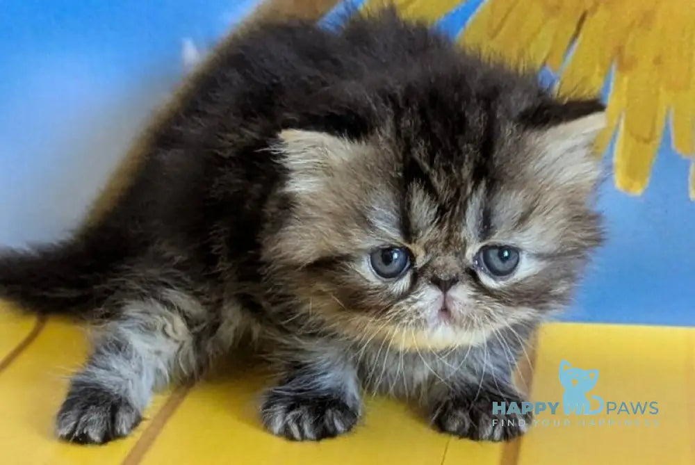 Pandora Persian female black tabby live animals