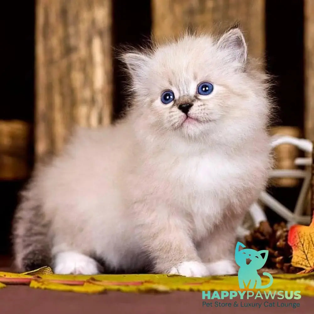Pandora Siberian female black with white tabby pointed - live animals