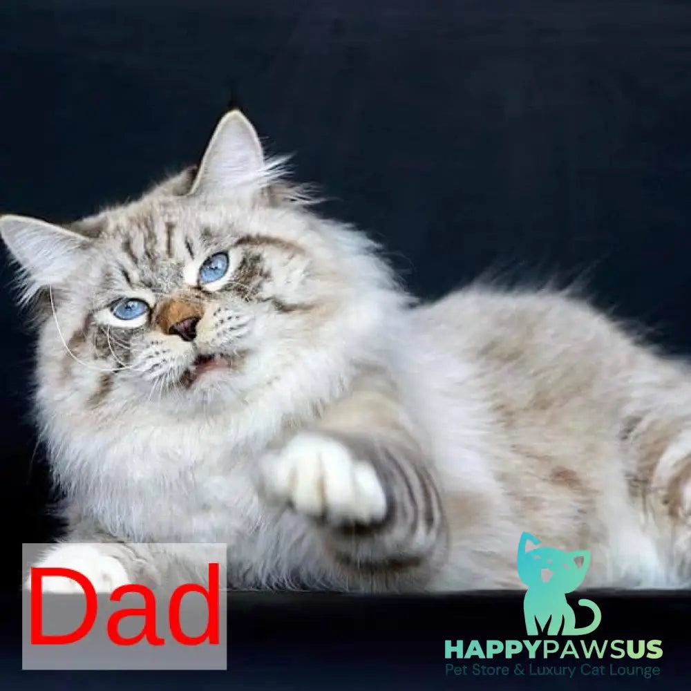Pandora Siberian female black with white tabby pointed - live animals