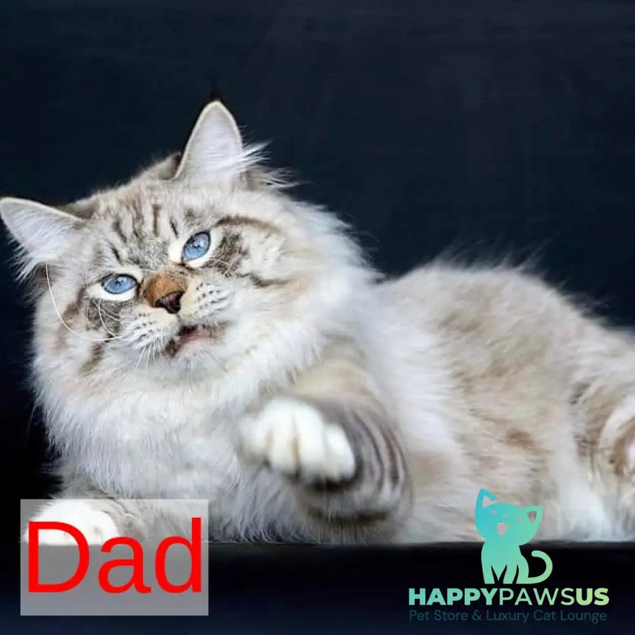 Pandora Siberian female black with white tabby pointed - live animals