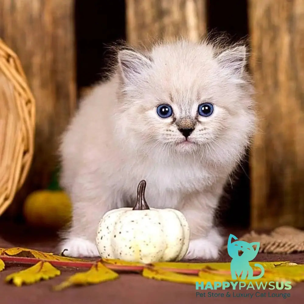 Pandora Siberian female black with white tabby pointed - live animals