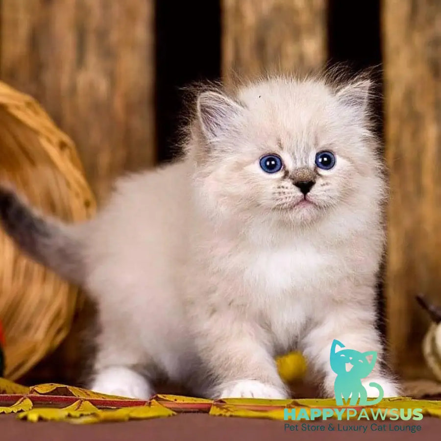 Pandora Siberian female black with white tabby pointed - live animals