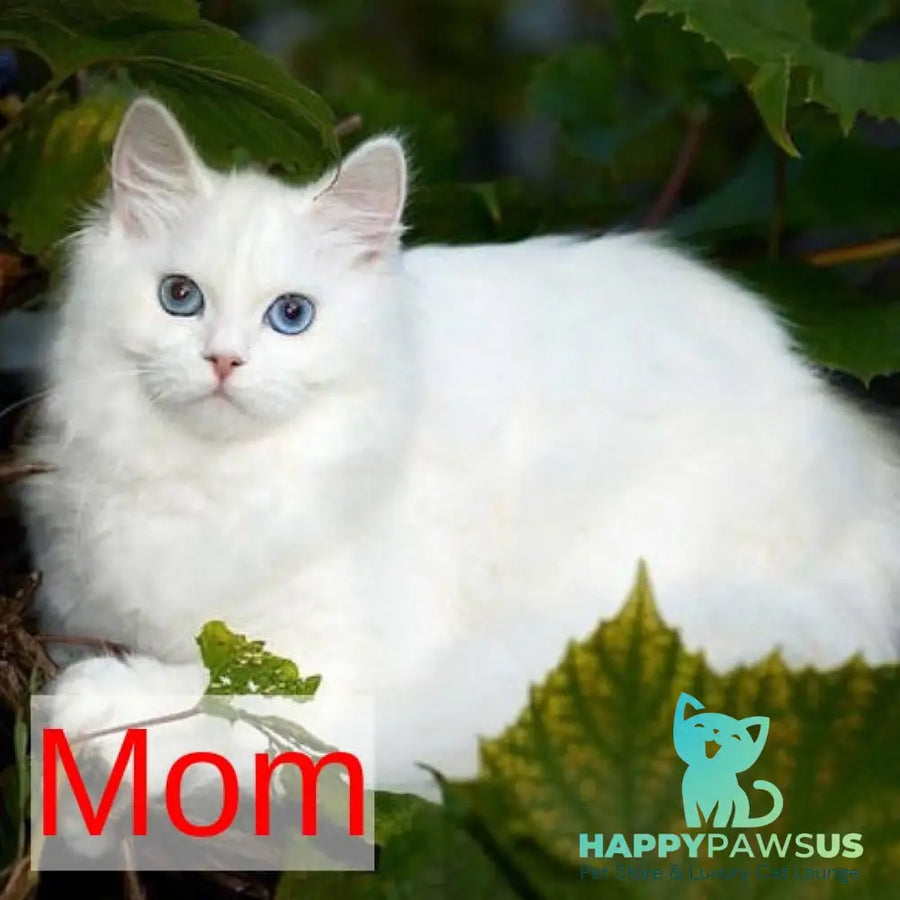 Pandora Siberian female black with white tabby pointed - live animals
