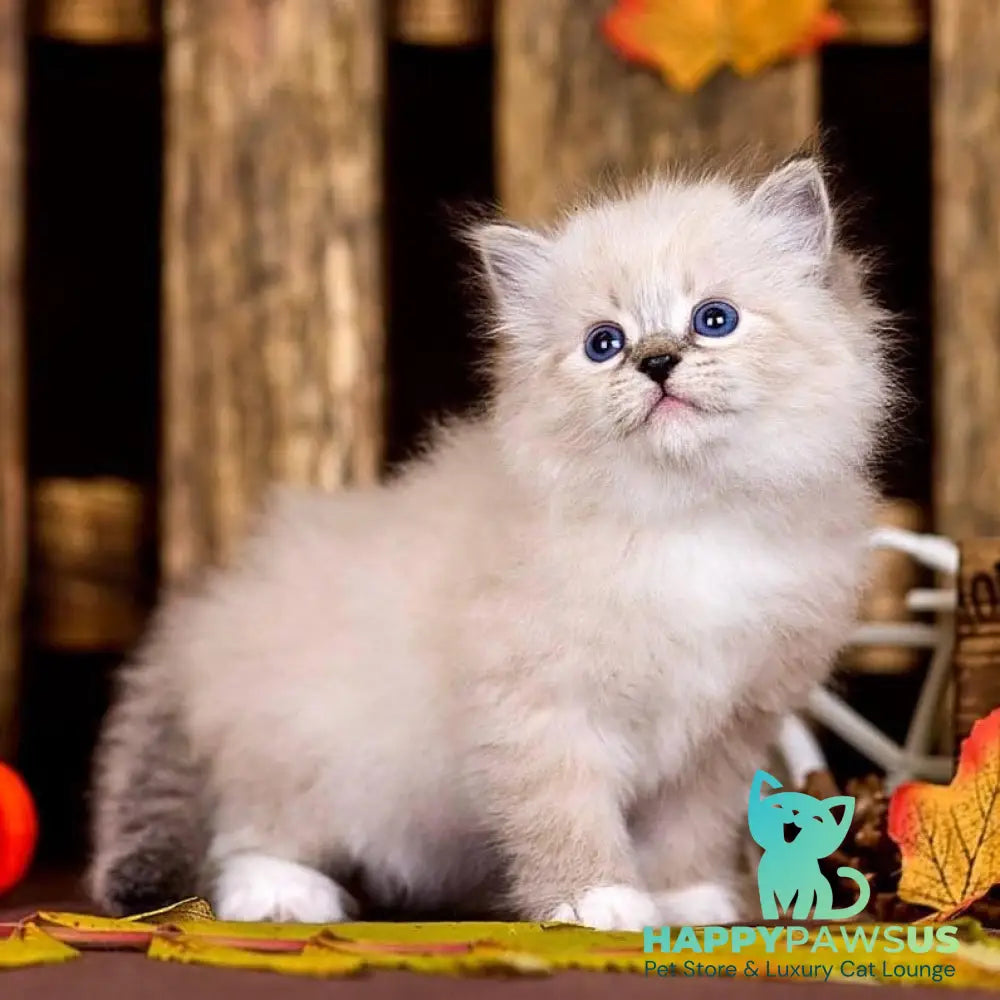 Pandora Siberian female black with white tabby pointed - live animals