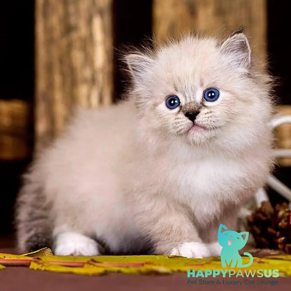 Pandora Siberian female black with white tabby pointed - live animals